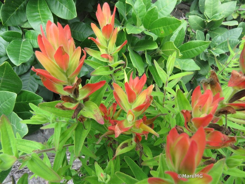 Santa Catalina Indian Paintbrush photo 8