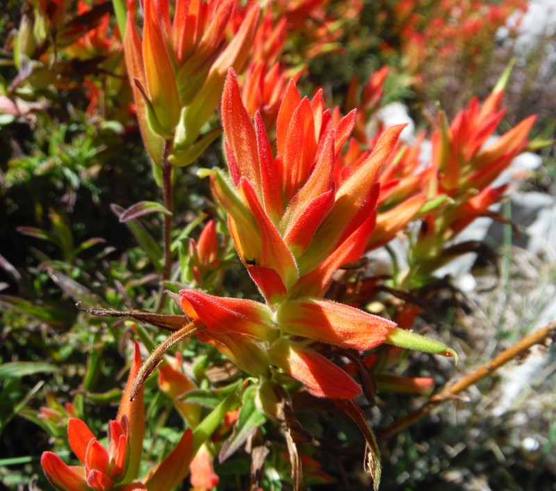 Castilleja tenuiflora var. tenuiflora