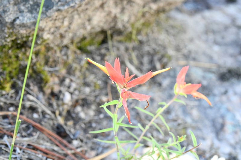 Castilleja tenuiflora var. tenuiflora photo 3