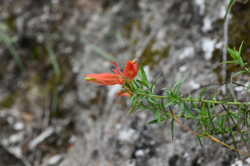 Castilleja tenuiflora var. tenuiflora photo 4