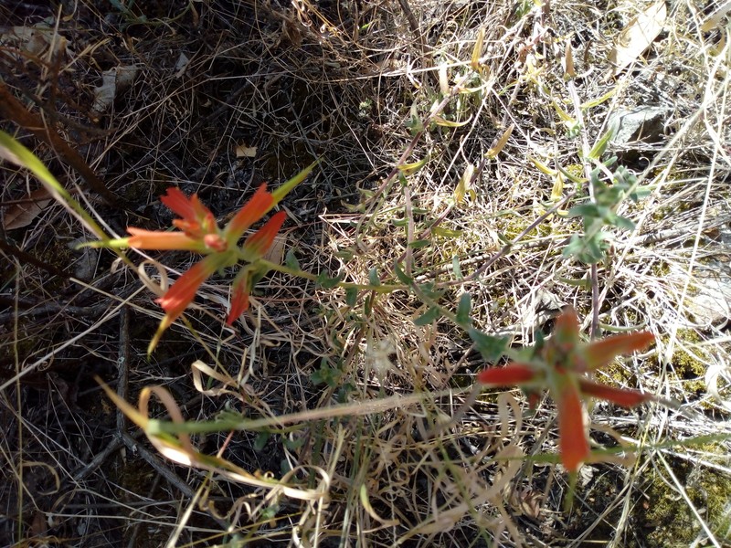Castilleja tenuiflora var. tenuiflora photo 5