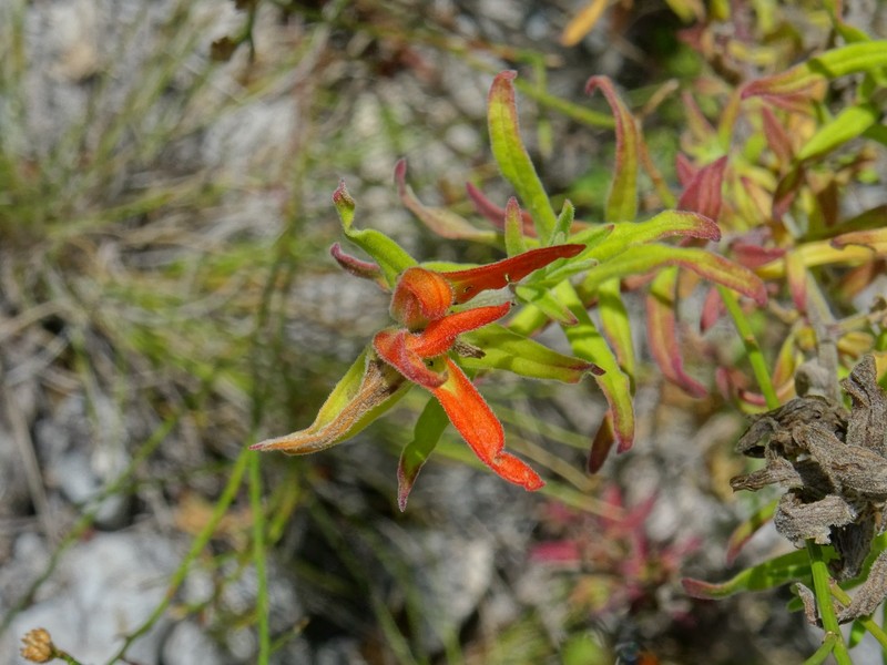 Castilleja tenuiflora var. tenuiflora photo 6