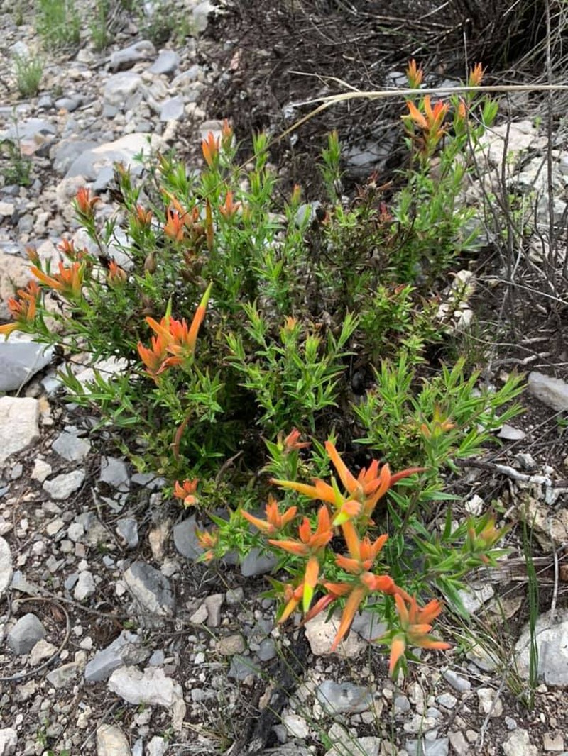Castilleja tenuiflora var. tenuiflora photo 7