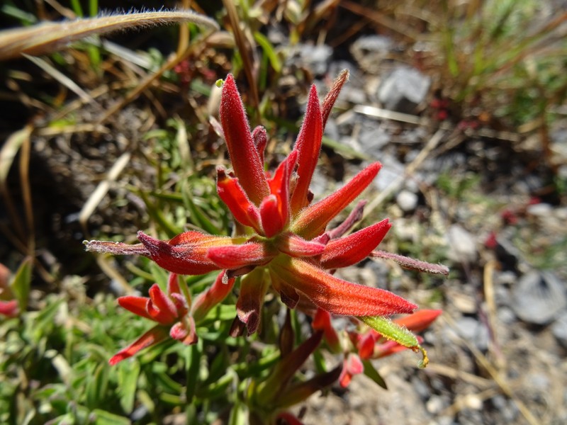 Castilleja tenuiflora var. tenuiflora photo 8