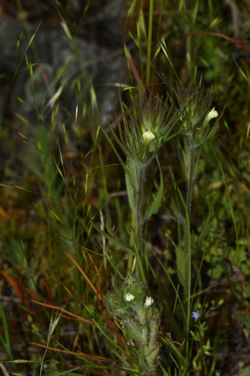 Hairy Indian Paintbrush