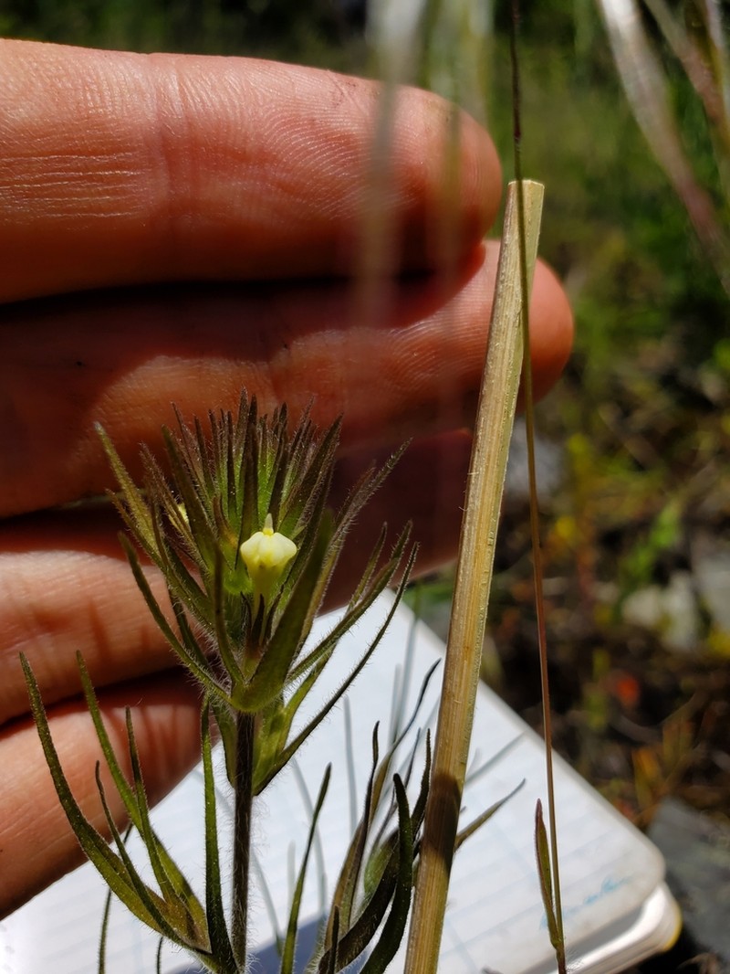 Hairy Indian Paintbrush photo 2