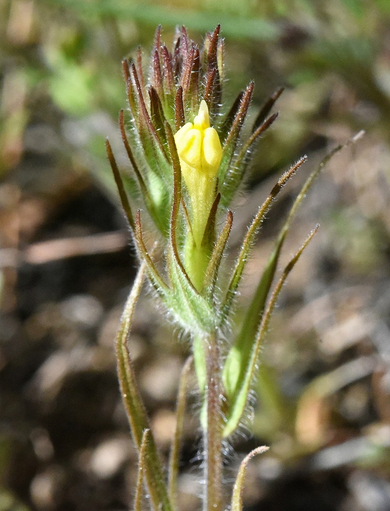 Hairy Indian Paintbrush photo 3