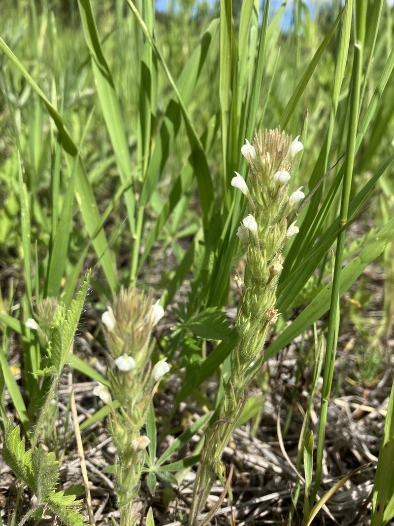 Hairy Indian Paintbrush photo 4
