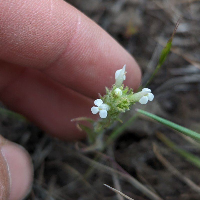 Hairy Indian Paintbrush photo 5