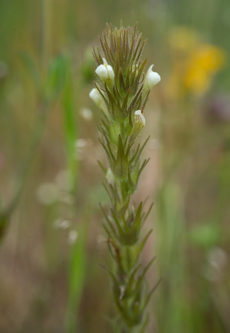 Hairy Indian Paintbrush photo 7