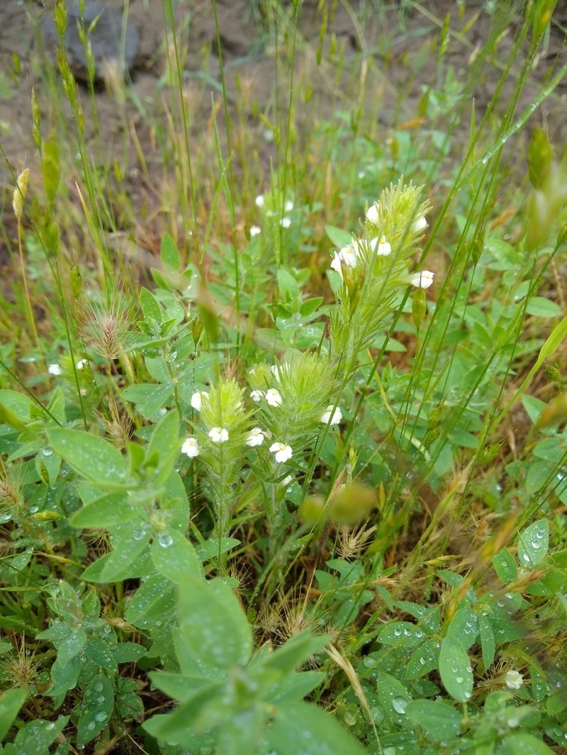 Hairy Indian Paintbrush photo 8