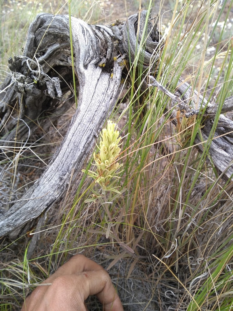 Thompson's Indian Paintbrush