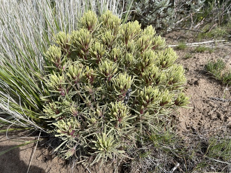 Thompson's Indian Paintbrush photo 2