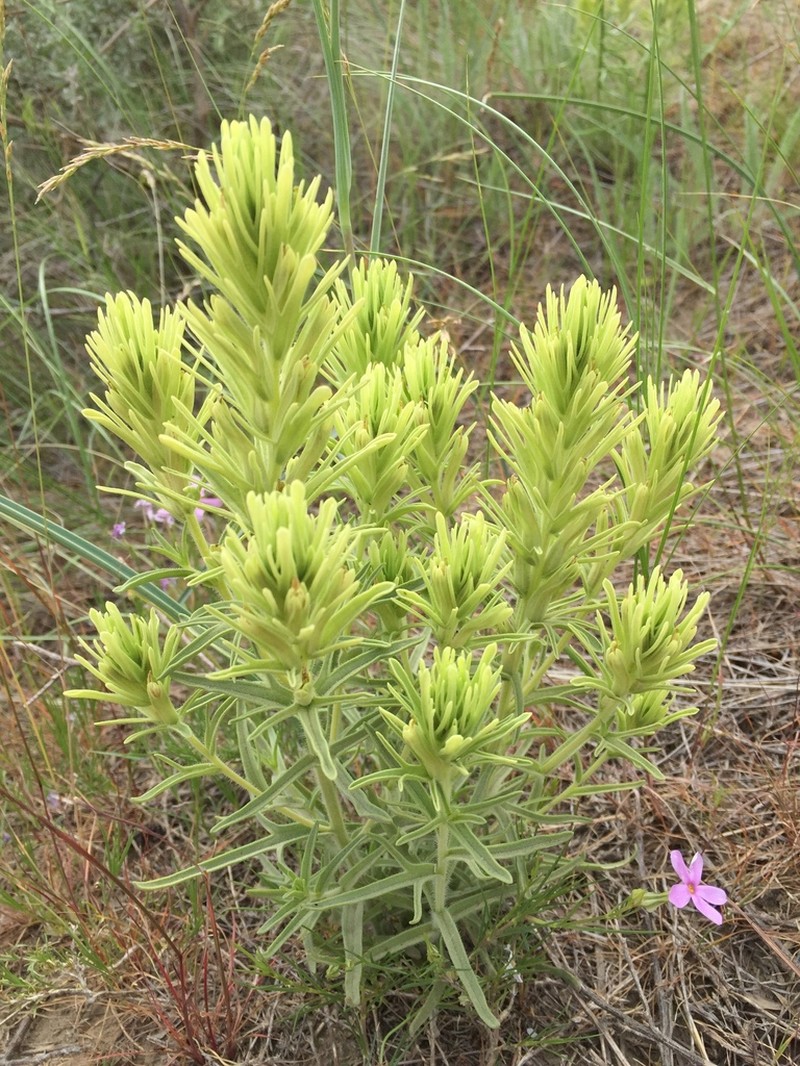 Thompson's Indian Paintbrush photo 3