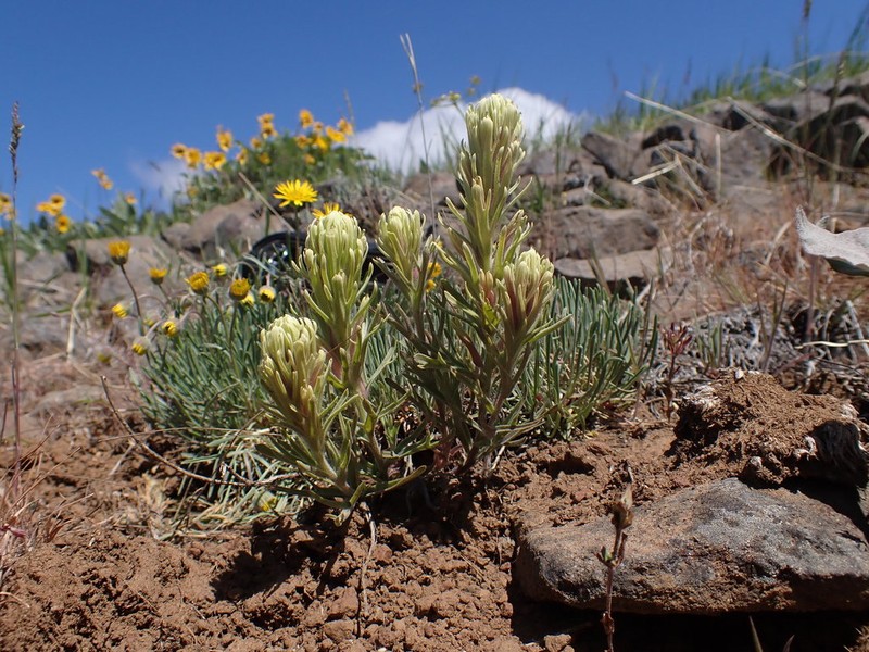 Thompson's Indian Paintbrush photo 4