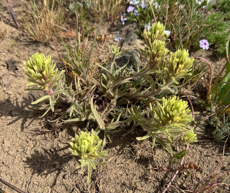 Thompson's Indian Paintbrush photo 5