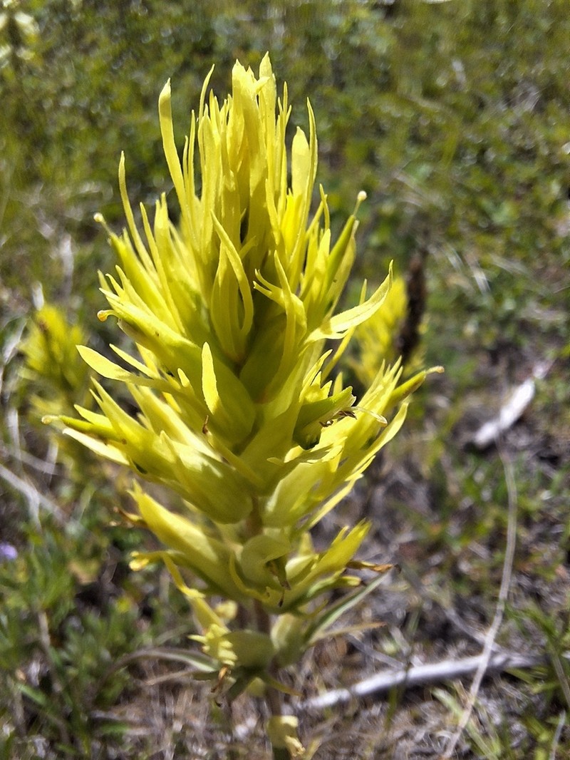 Thompson's Indian Paintbrush photo 6
