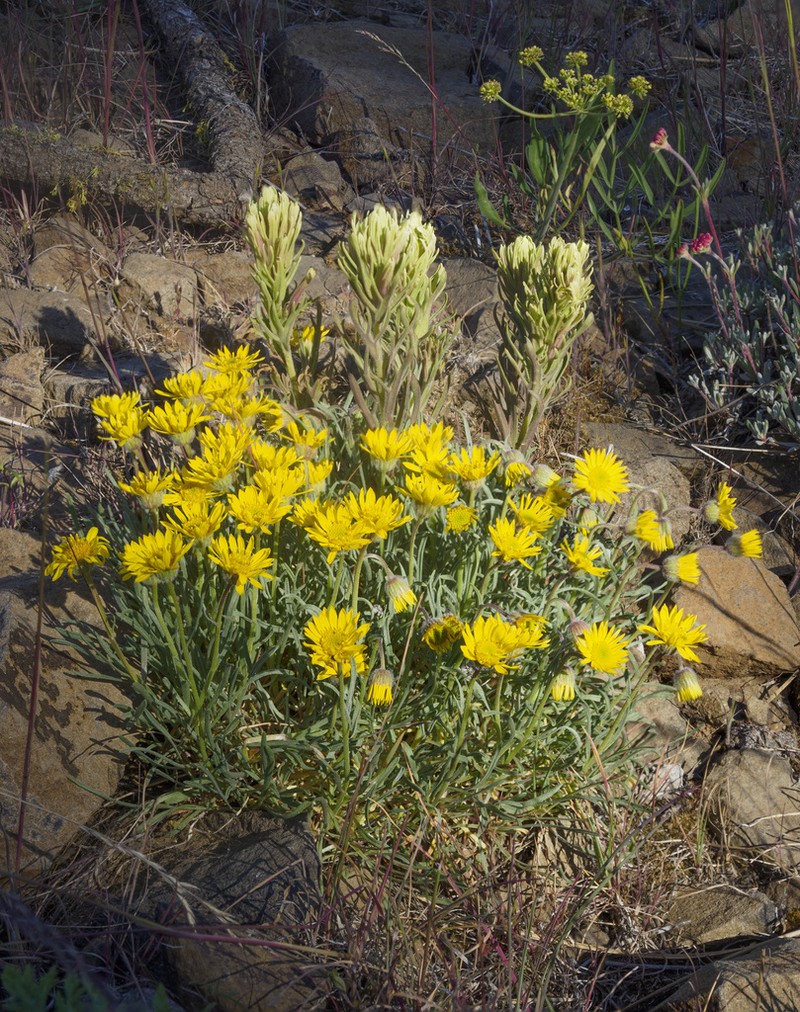 Thompson's Indian Paintbrush photo 7