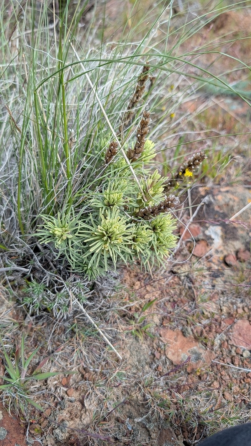 Thompson's Indian Paintbrush photo 8