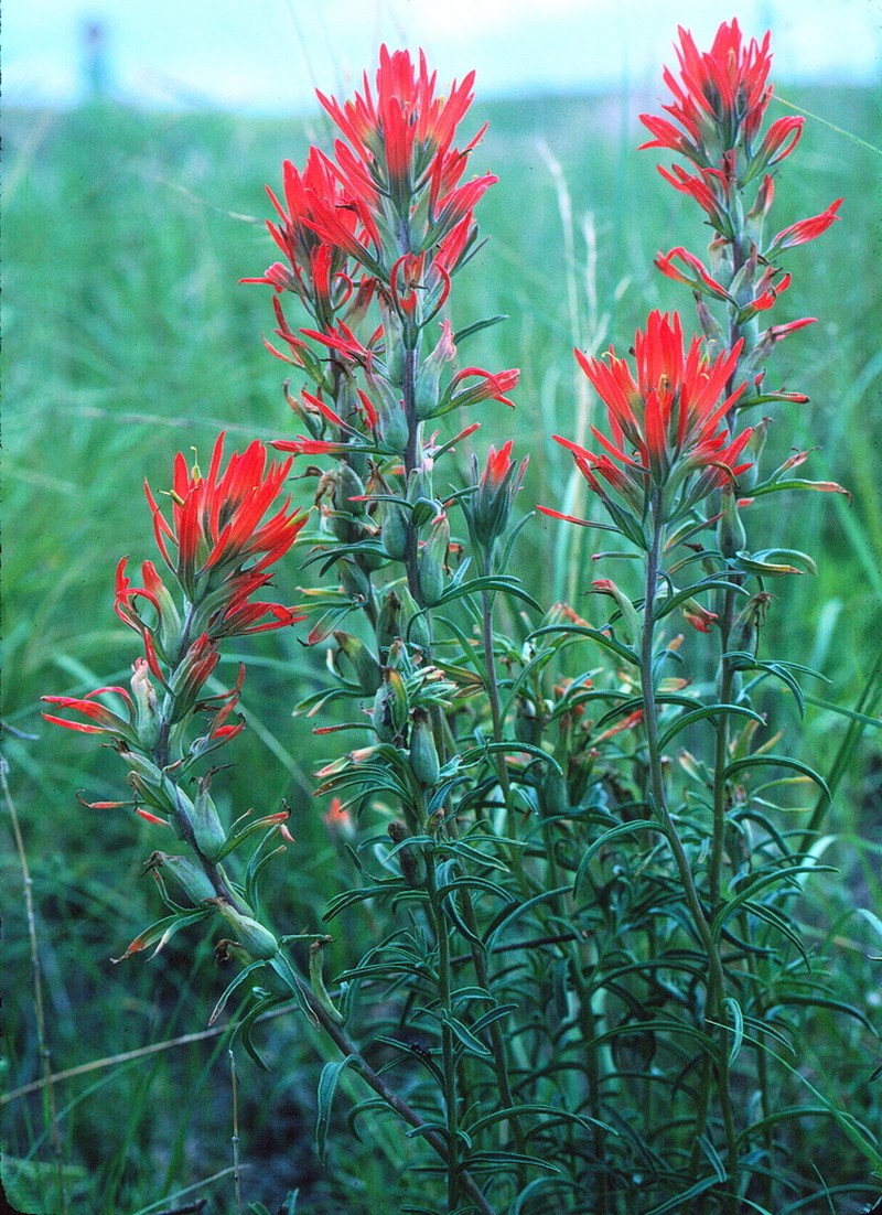 Hairy Indian Paintbrush