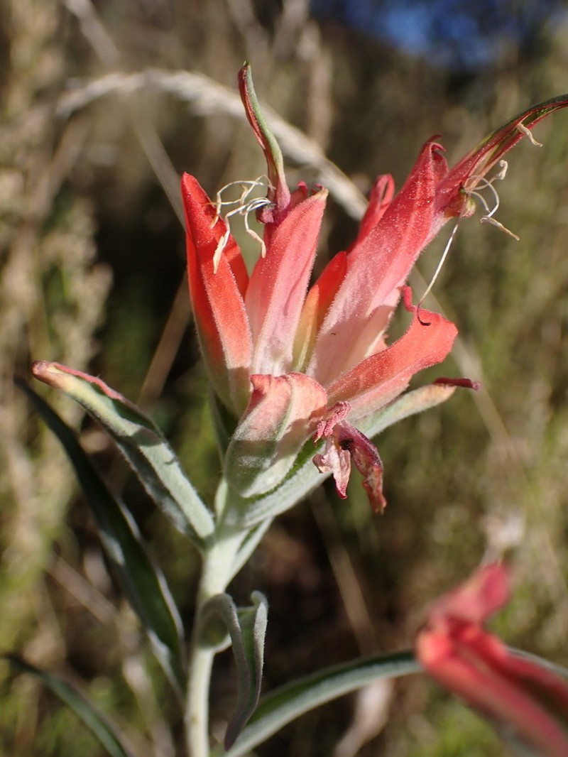 Hairy Indian Paintbrush photo 2