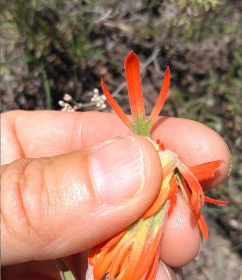 Hairy Indian Paintbrush photo 3