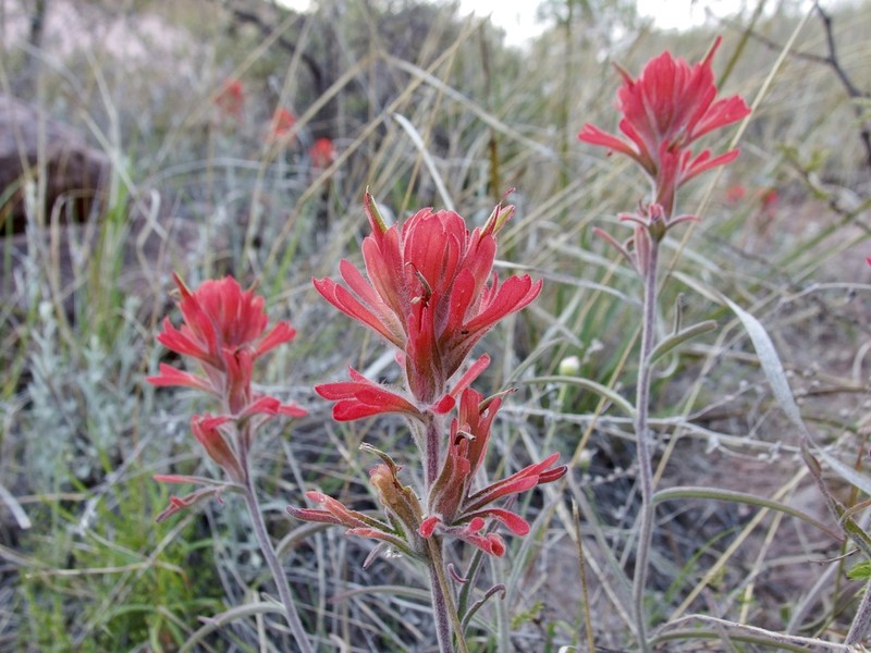 Hairy Indian Paintbrush photo 4
