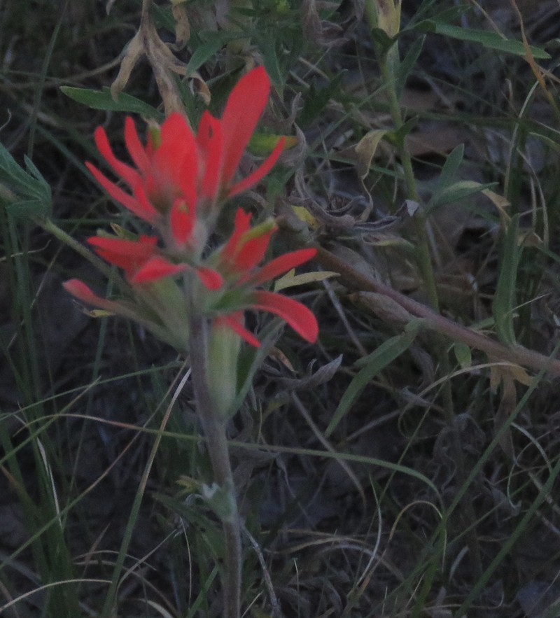 Hairy Indian Paintbrush photo 5