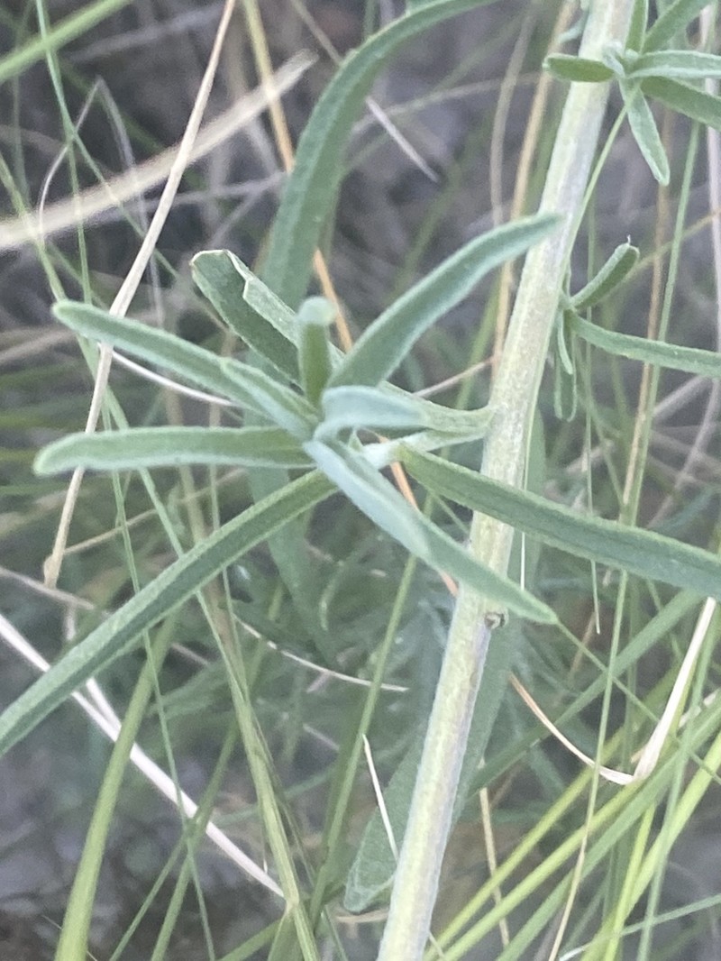Hairy Indian Paintbrush photo 6