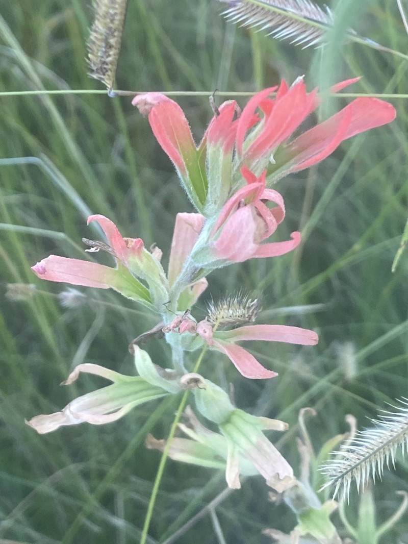 Hairy Indian Paintbrush photo 7