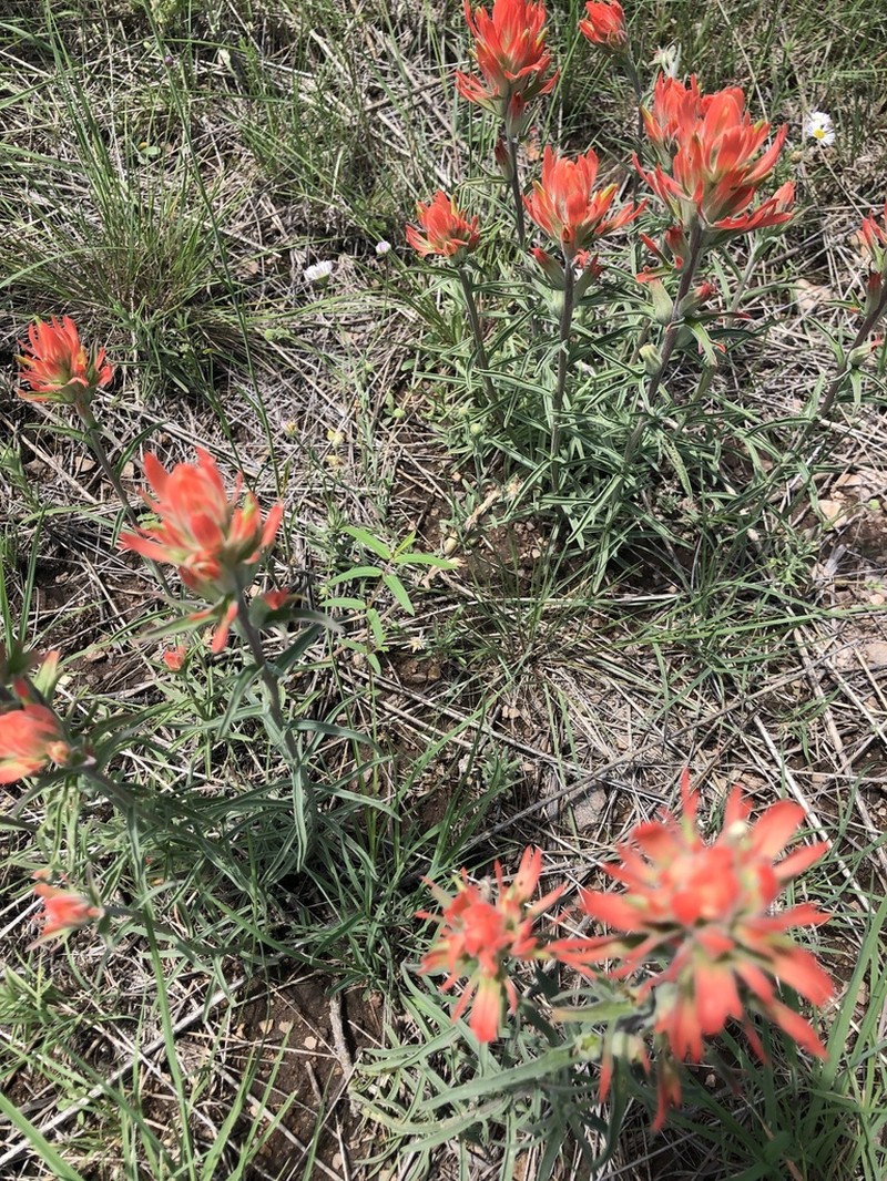 Hairy Indian Paintbrush photo 8