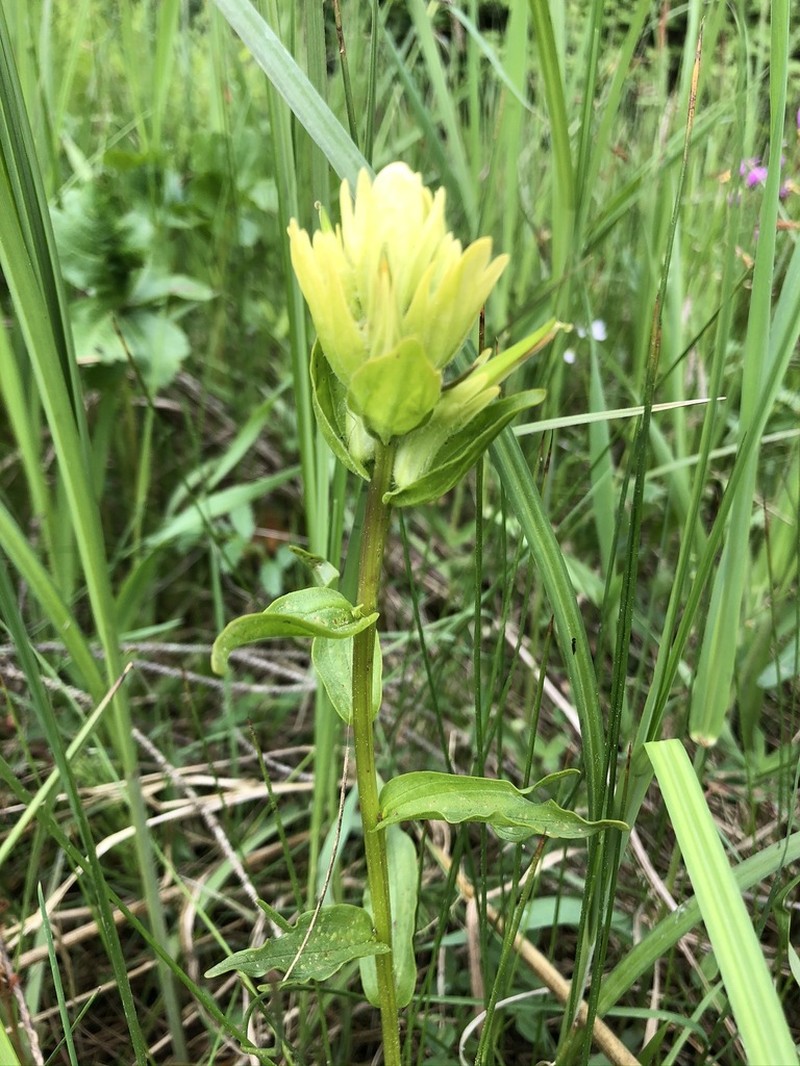 Alaska Indian Paintbrush