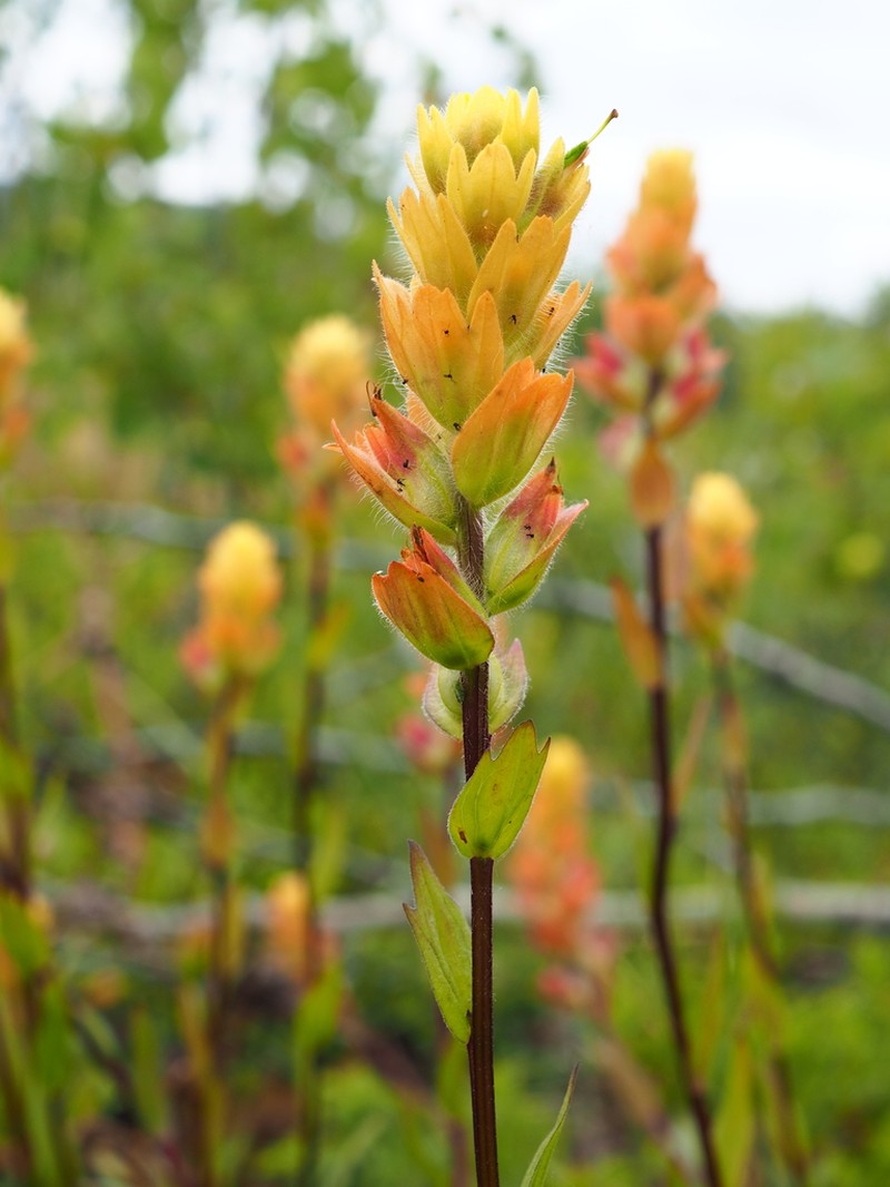 Alaska Indian Paintbrush photo 2