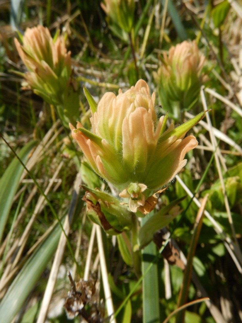 Alaska Indian Paintbrush photo 3