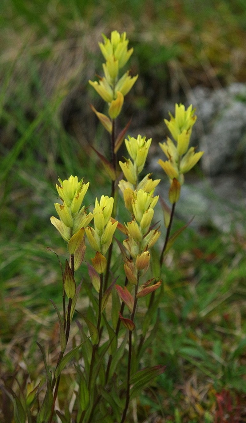 Alaska Indian Paintbrush photo 4