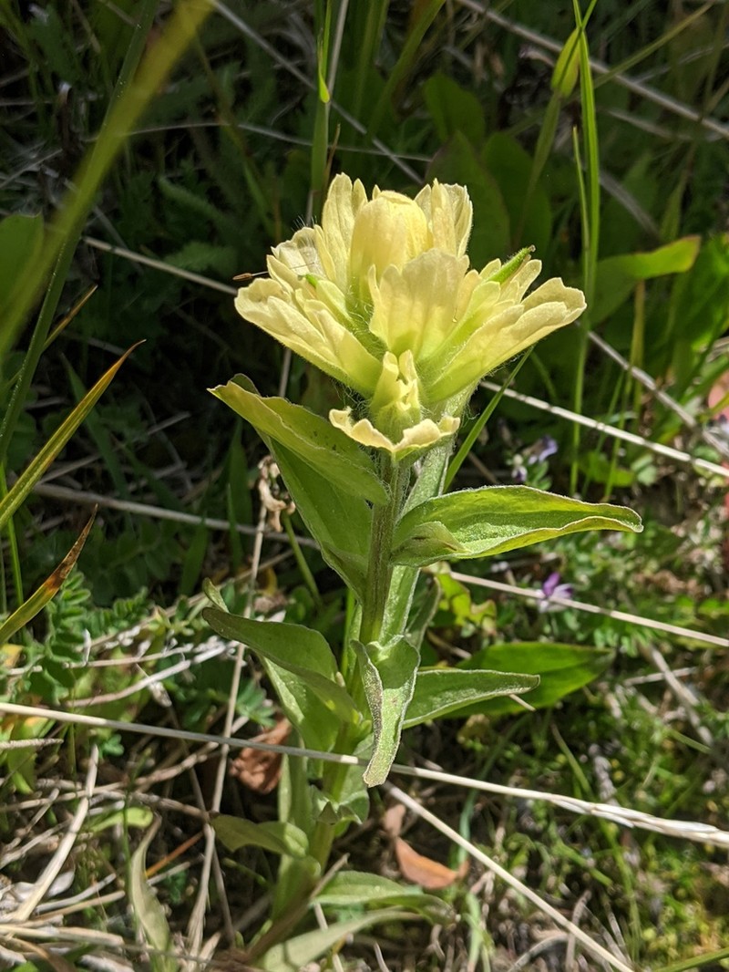 Alaska Indian Paintbrush photo 5