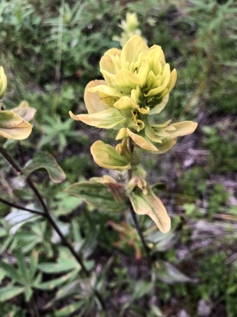 Alaska Indian Paintbrush photo 6