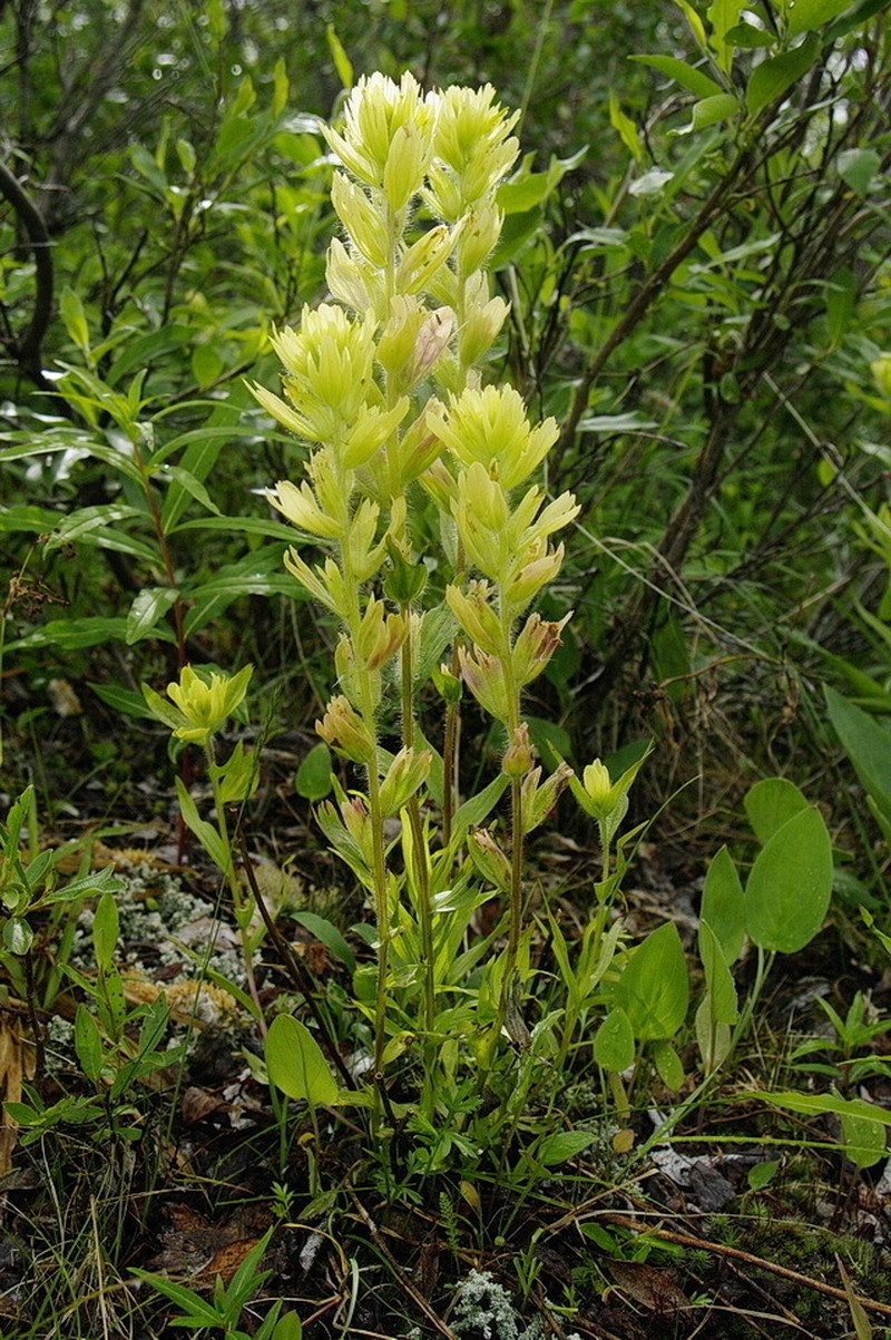 Alaska Indian Paintbrush photo 7