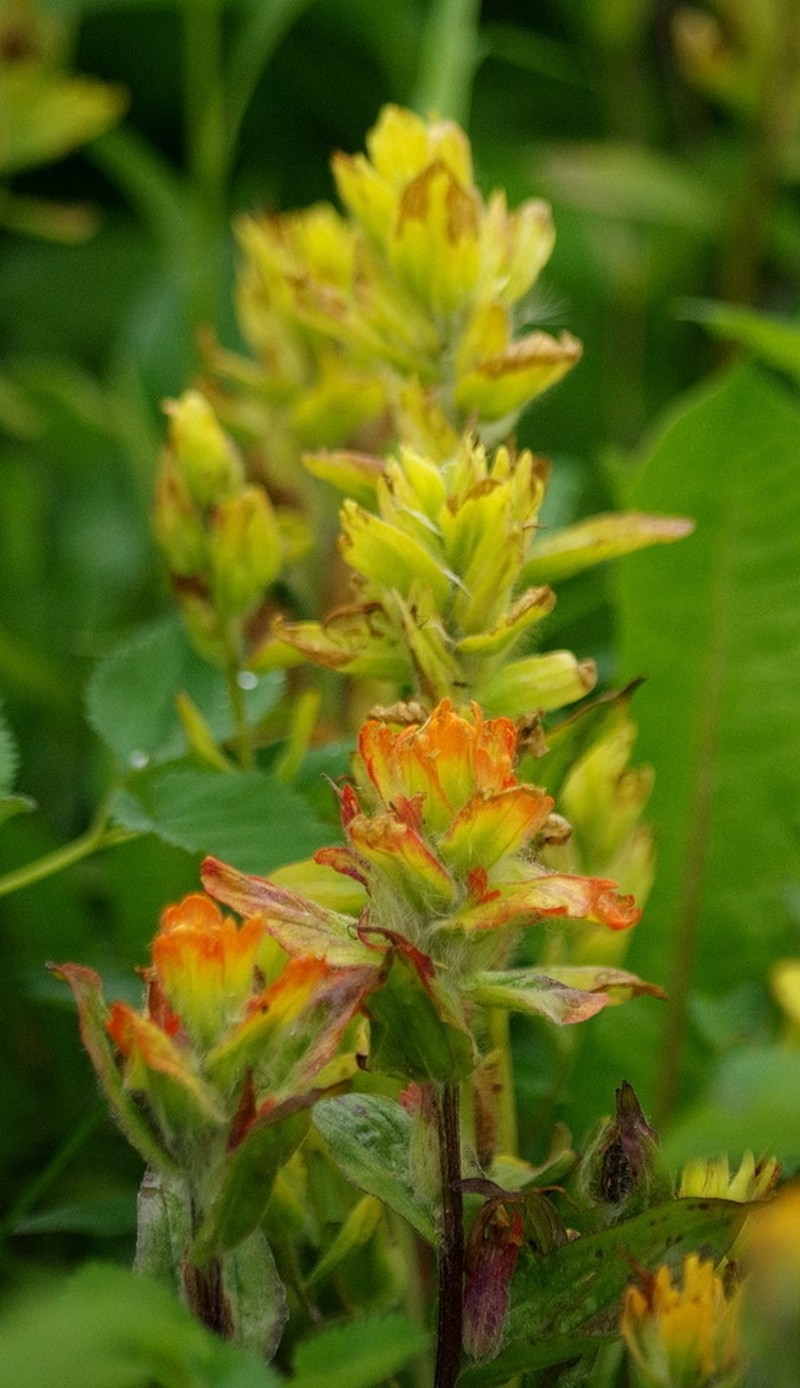 Alaska Indian Paintbrush photo 8