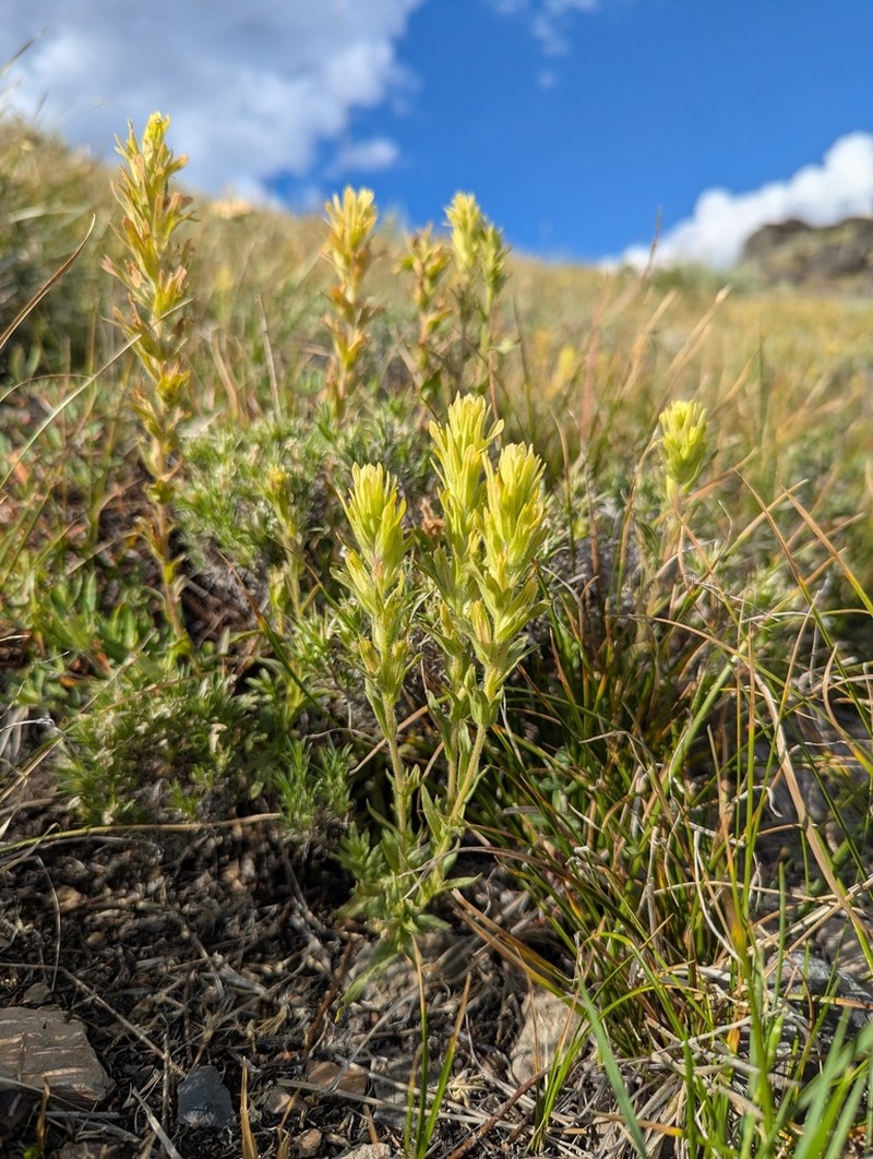Sticky Indian Paintbrush