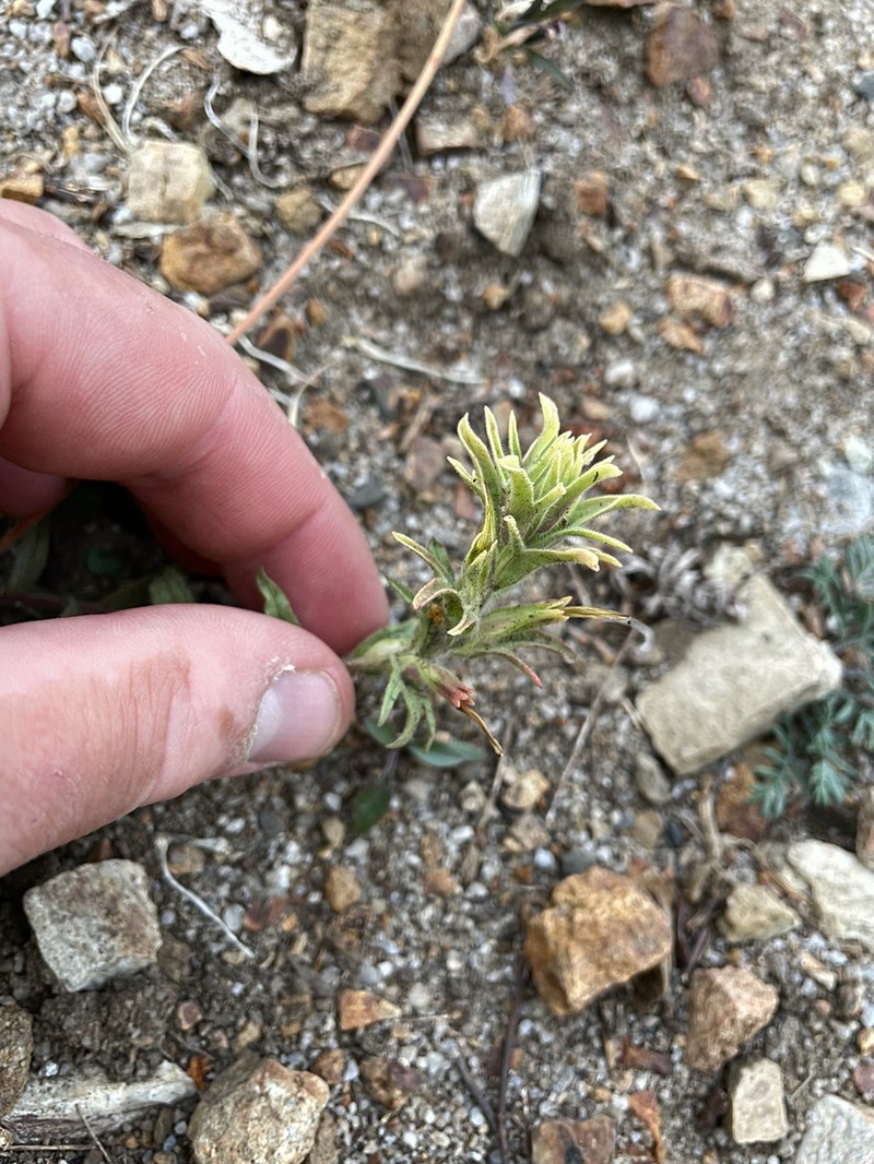 Sticky Indian Paintbrush photo 3