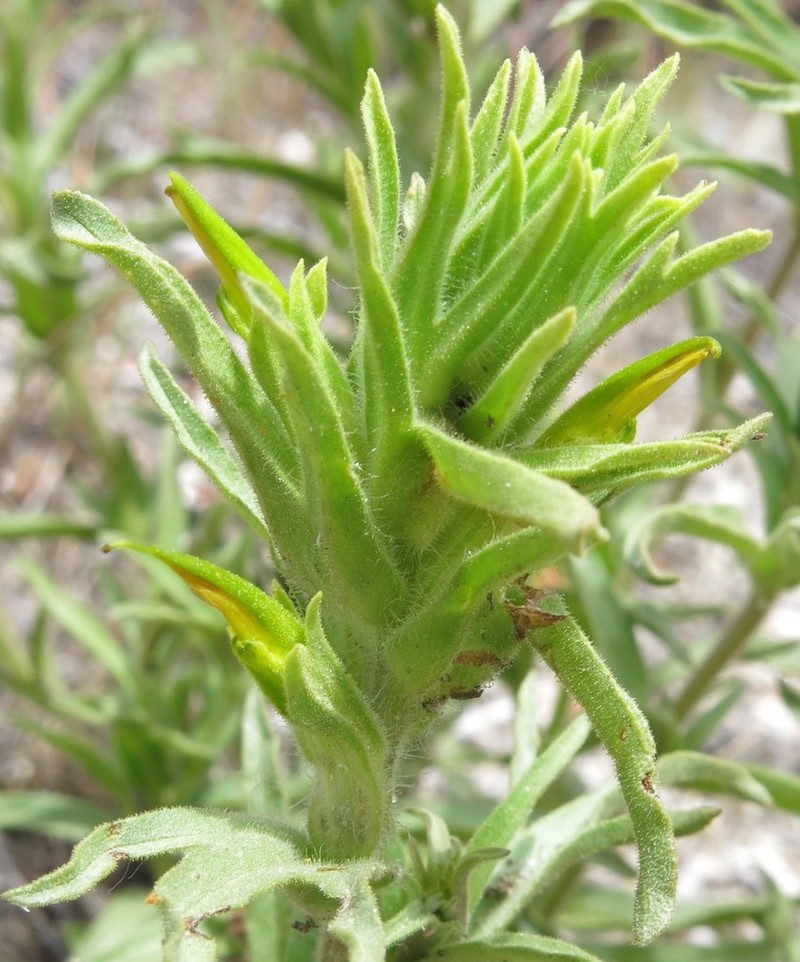 Sticky Indian Paintbrush photo 4