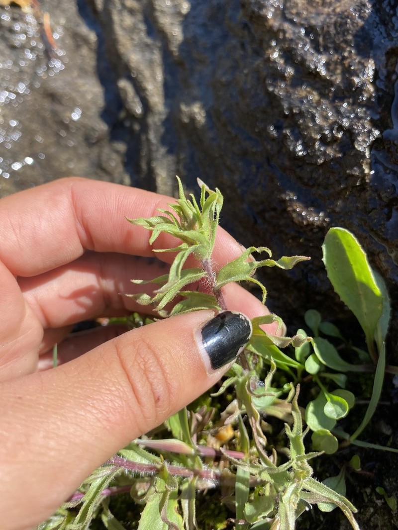 Sticky Indian Paintbrush photo 5