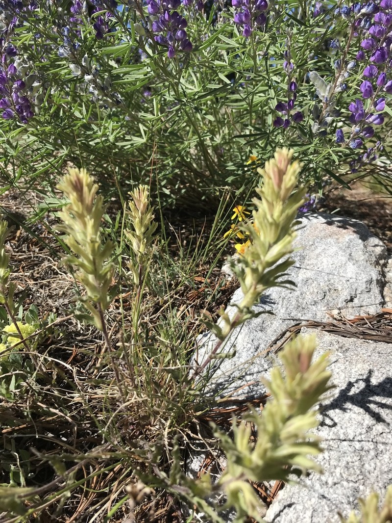 Sticky Indian Paintbrush photo 6