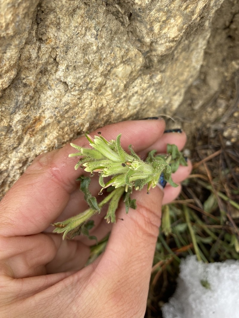 Sticky Indian Paintbrush photo 7