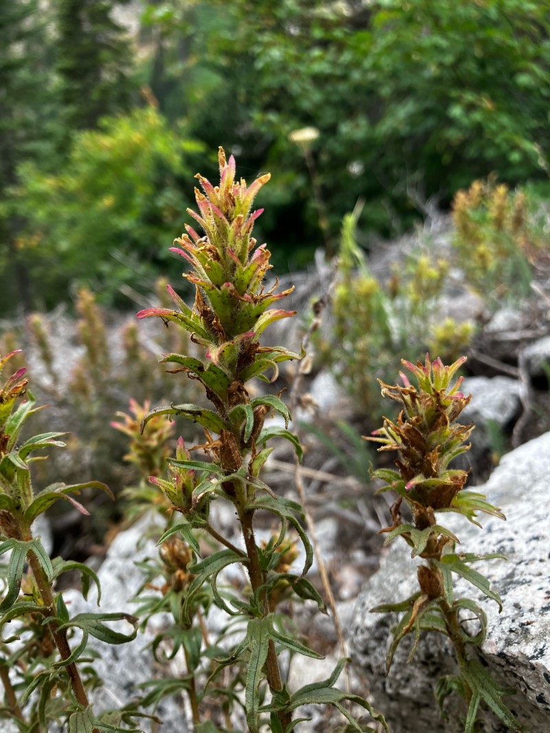 Sticky Indian Paintbrush photo 8