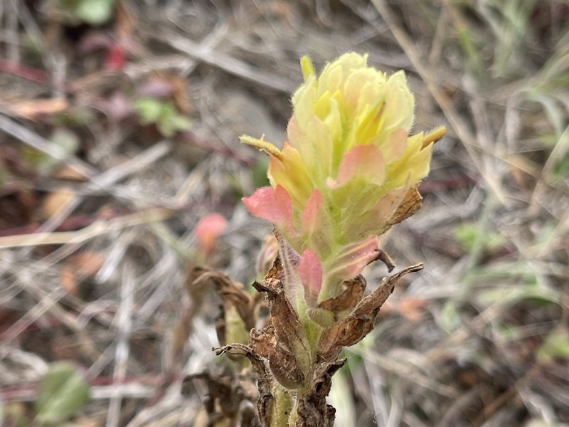 Castilleja wightii