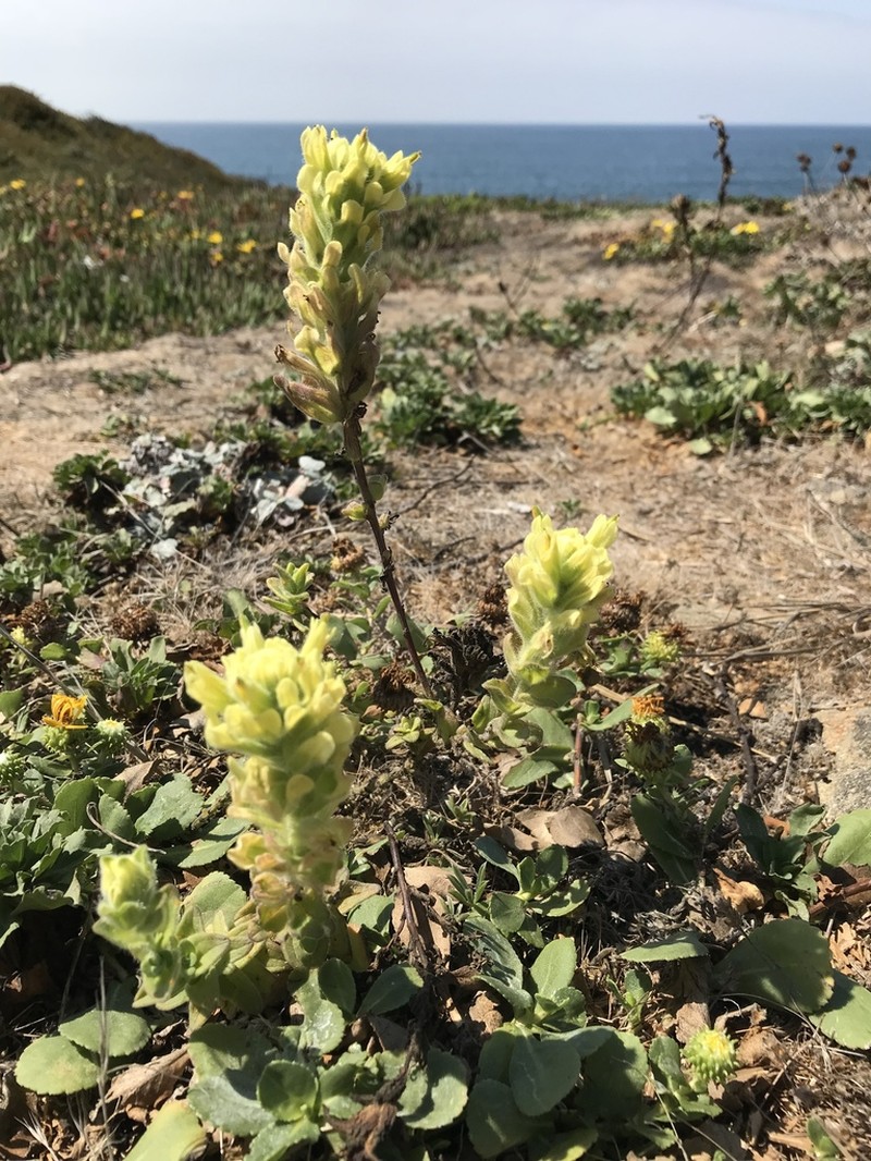 Castilleja wightii photo 2