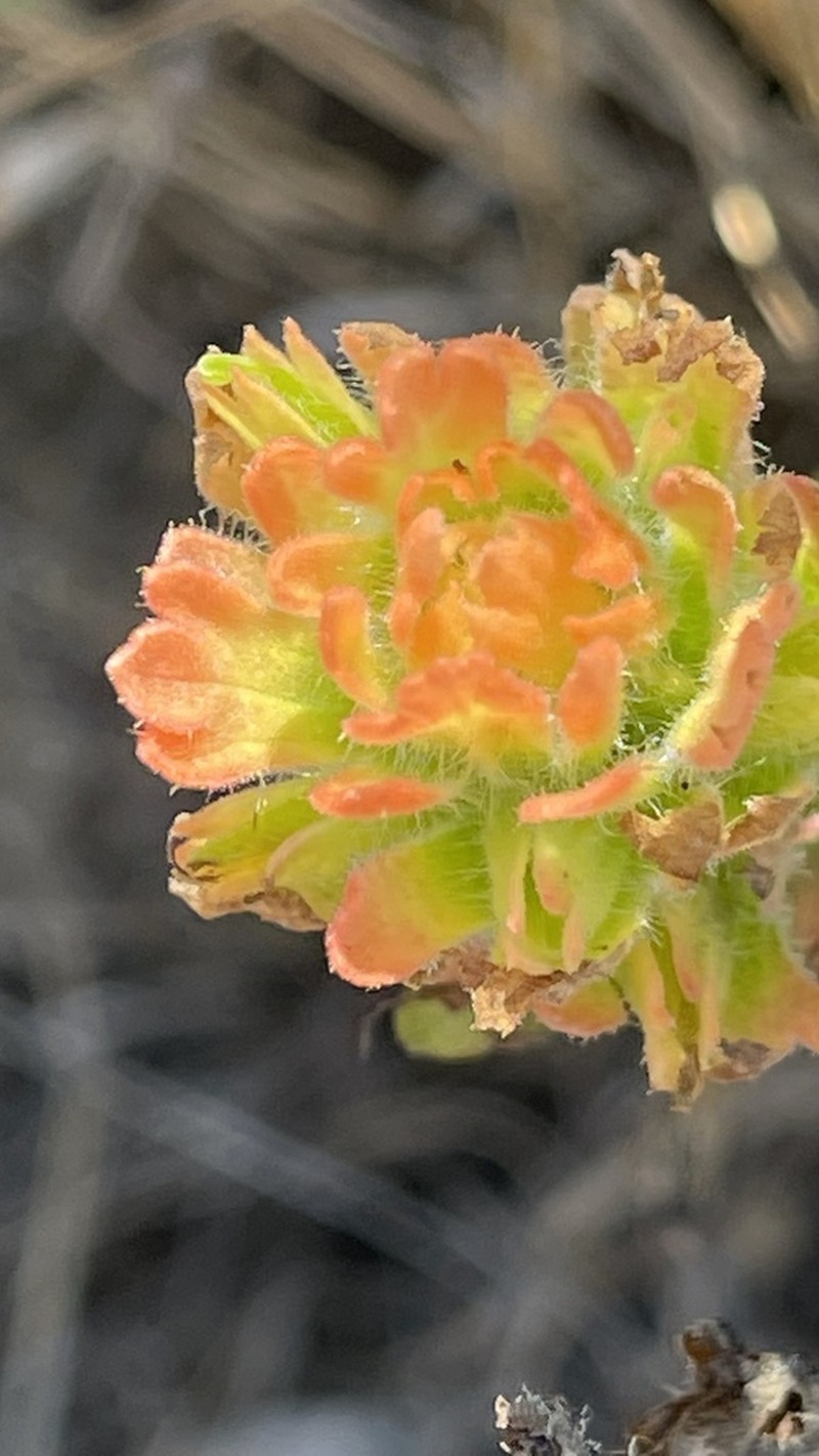 Castilleja wightii photo 3