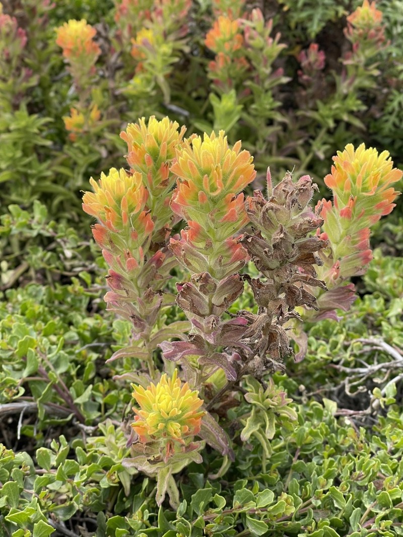 Castilleja wightii photo 4